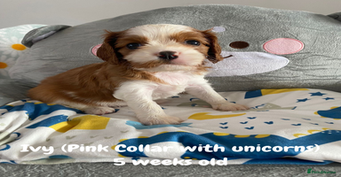 Cavalier King Charles Spaniel dogs - Advert 5