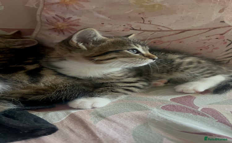 Bengal cats - Advert 12