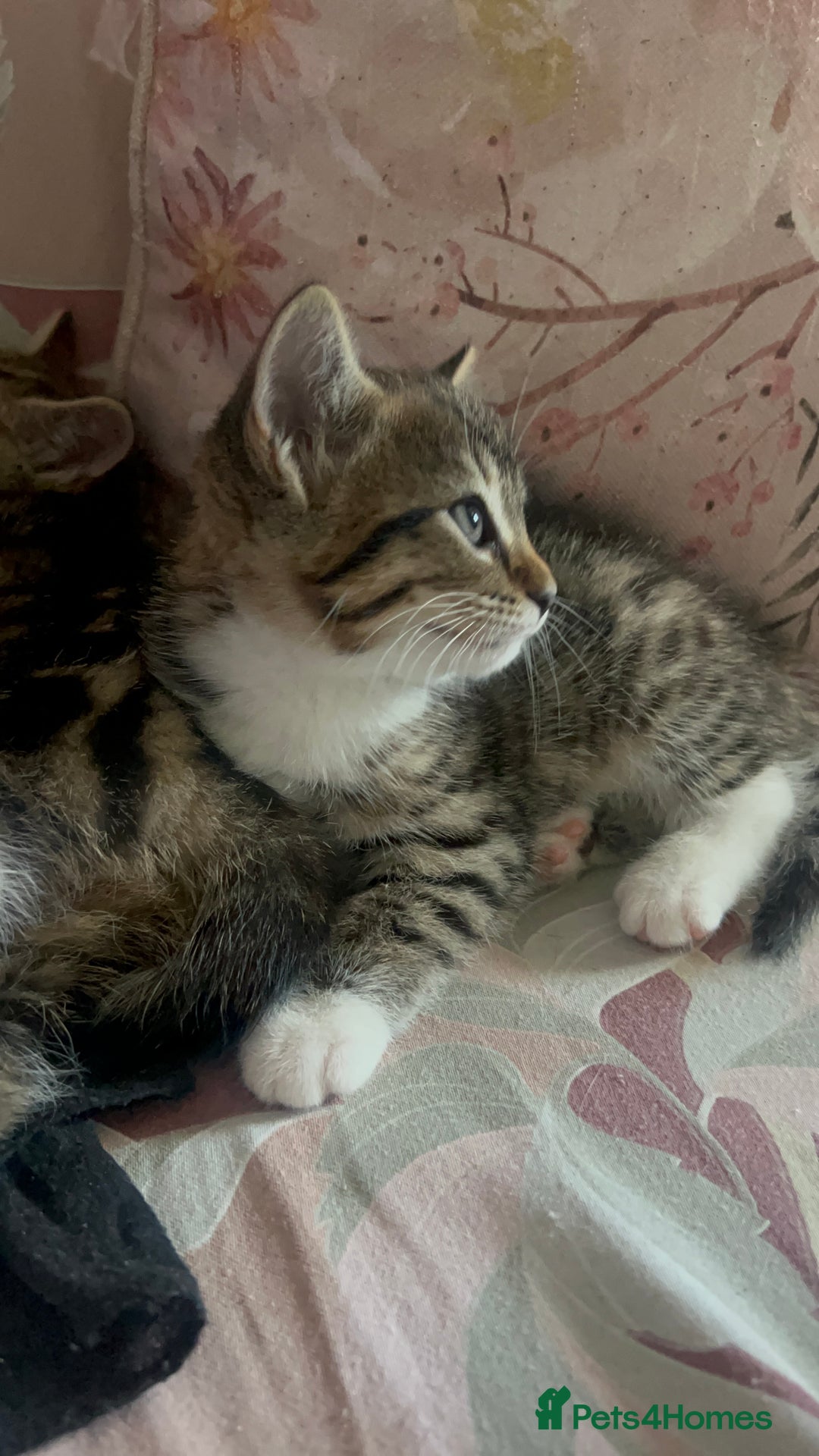 Bengal cats for sale: Half bengal kitty - Image 1