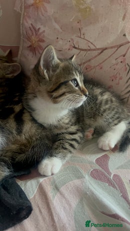 Bengal cats - Advert 5