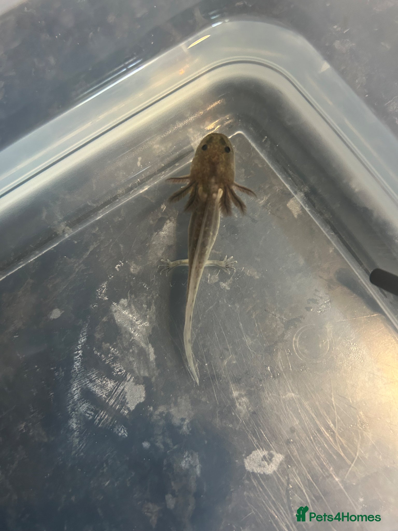 Axolotl reptiles Axolotl baby one left  - Advert 8