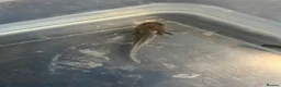Axolotl reptiles for sale: Axolotl baby one left  - Advert 1