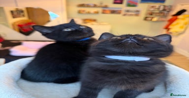 British Shorthair cats 🐱1  Beautiful  British Shorthair Male 🐱 - Advert 6