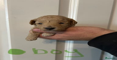 Toy Poodle dogs - Advert 10