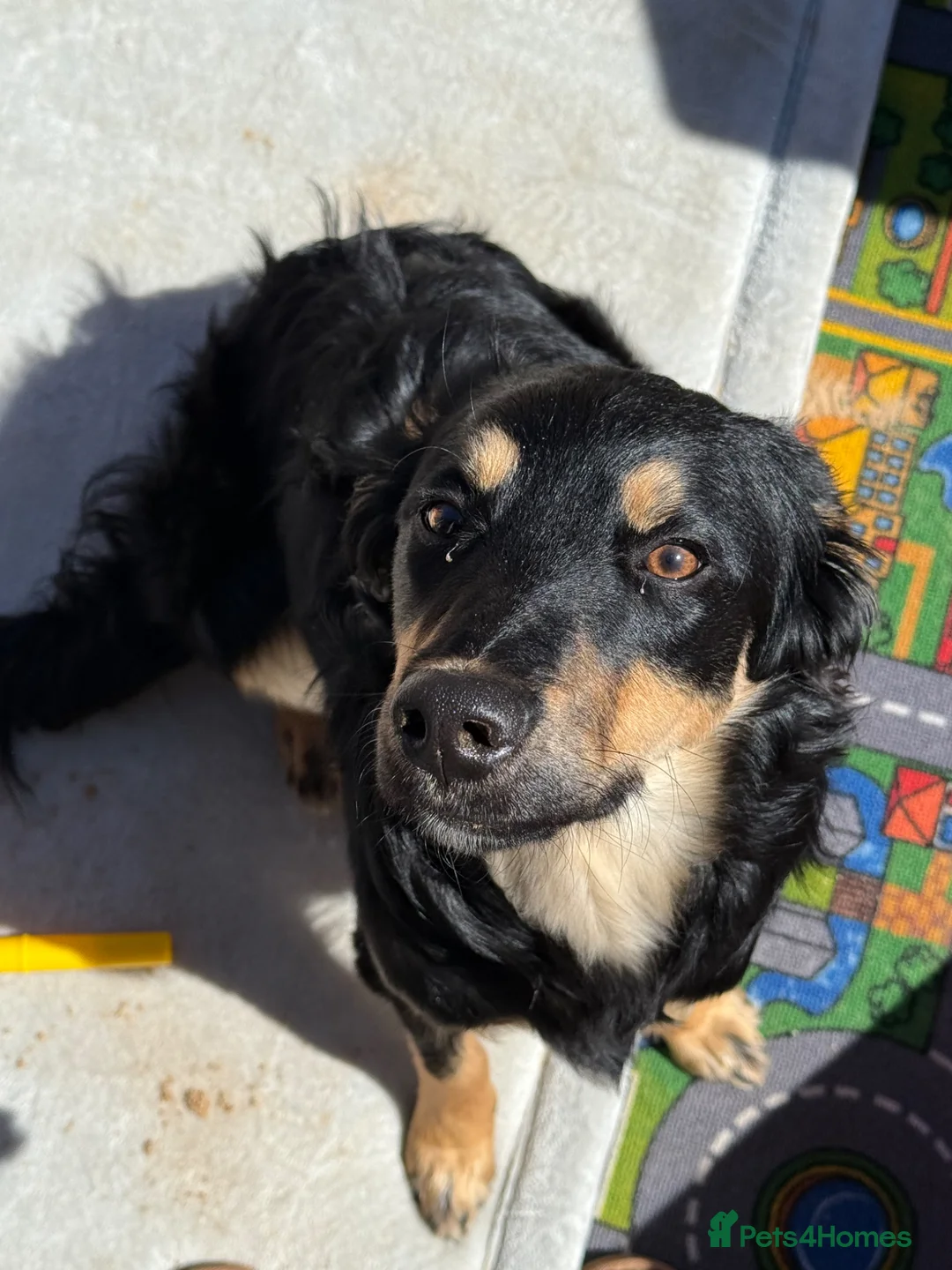 Bordoodle dogs for sale: Loving girl - Advert 2