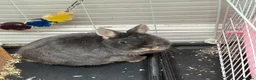 Netherland Dwarf rabbits for sale: Beautiful Bonnie - Advert 2