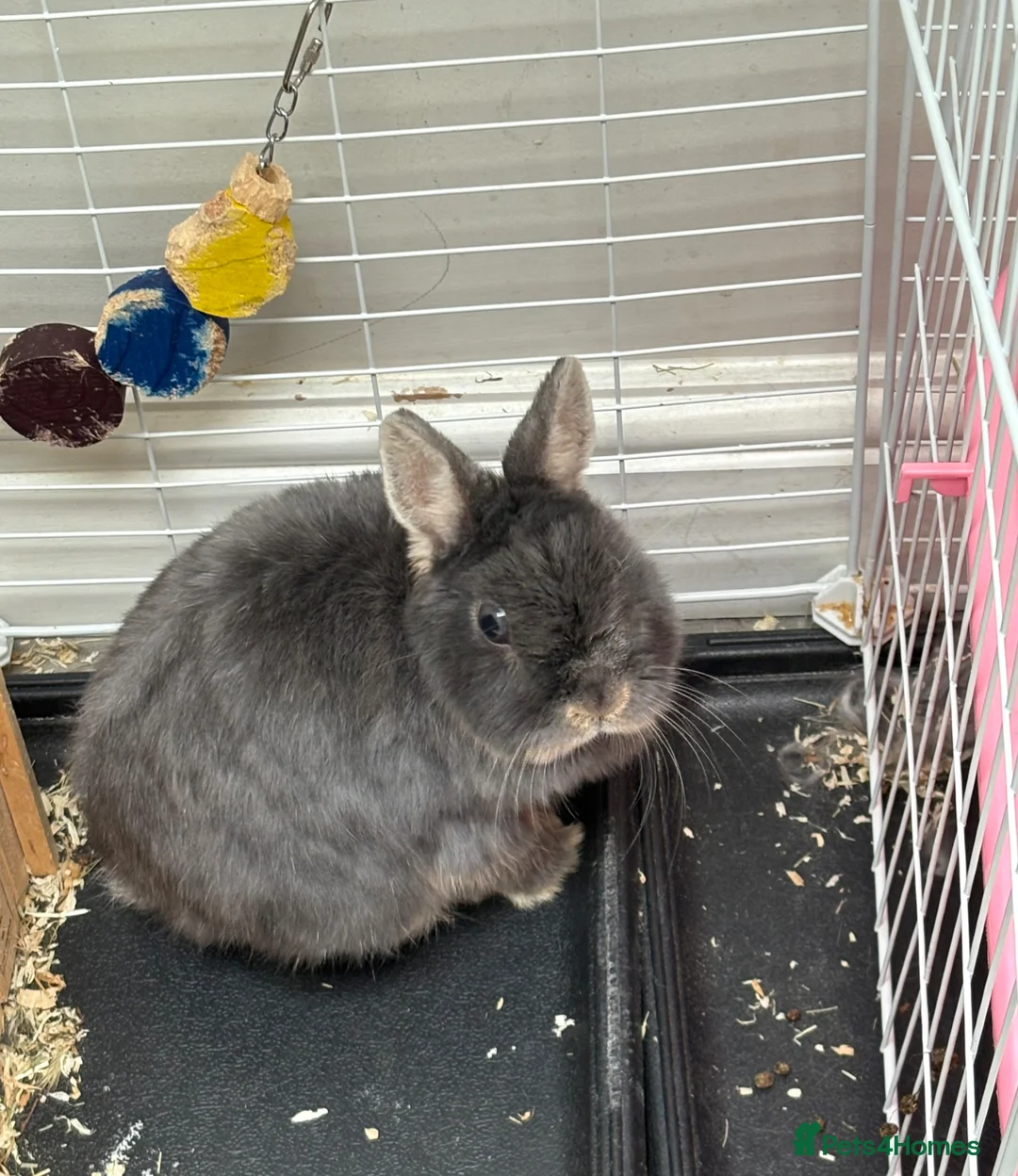 Netherland Dwarf rabbits for sale: Beautiful Bonnie - Advert 2