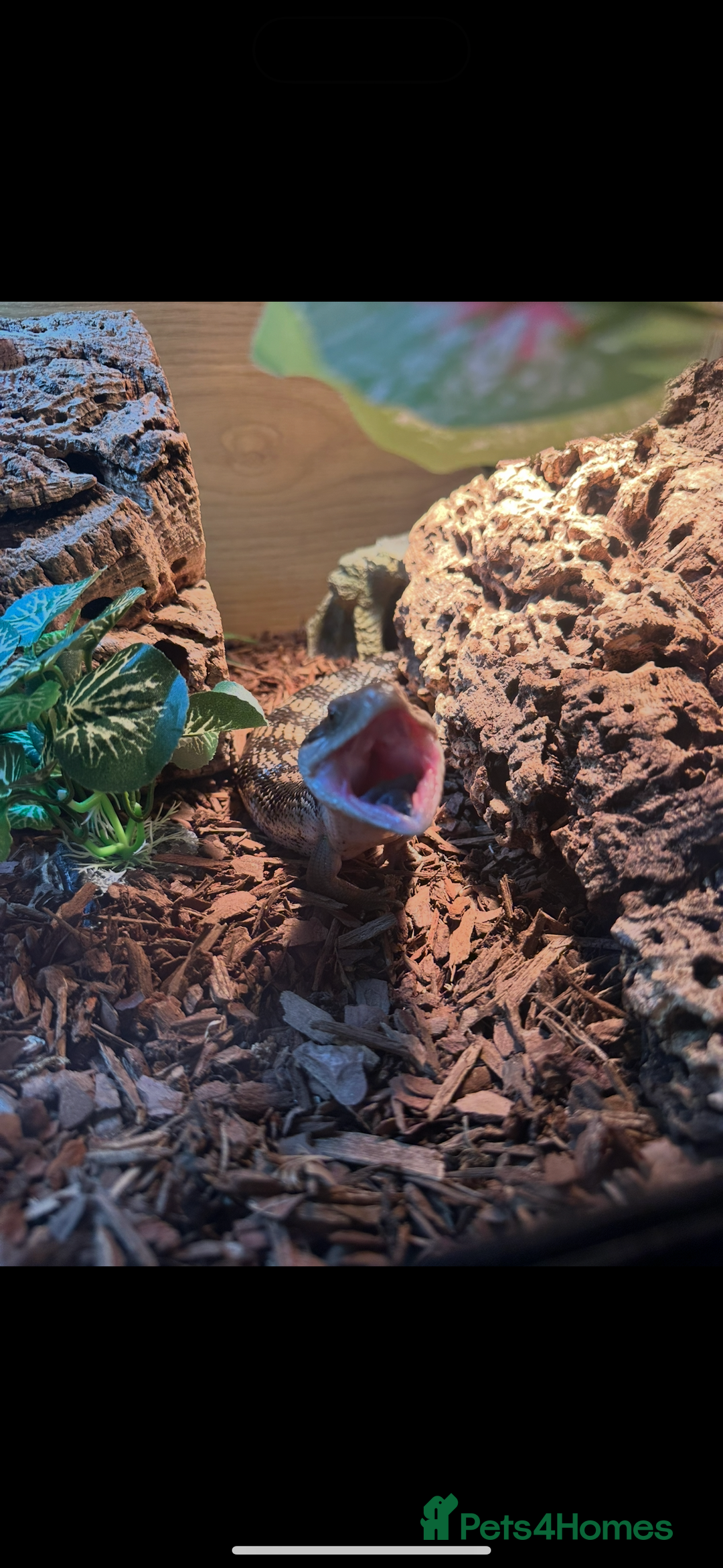Skink reptiles for sale: Blue tounged skink  - Advert 7