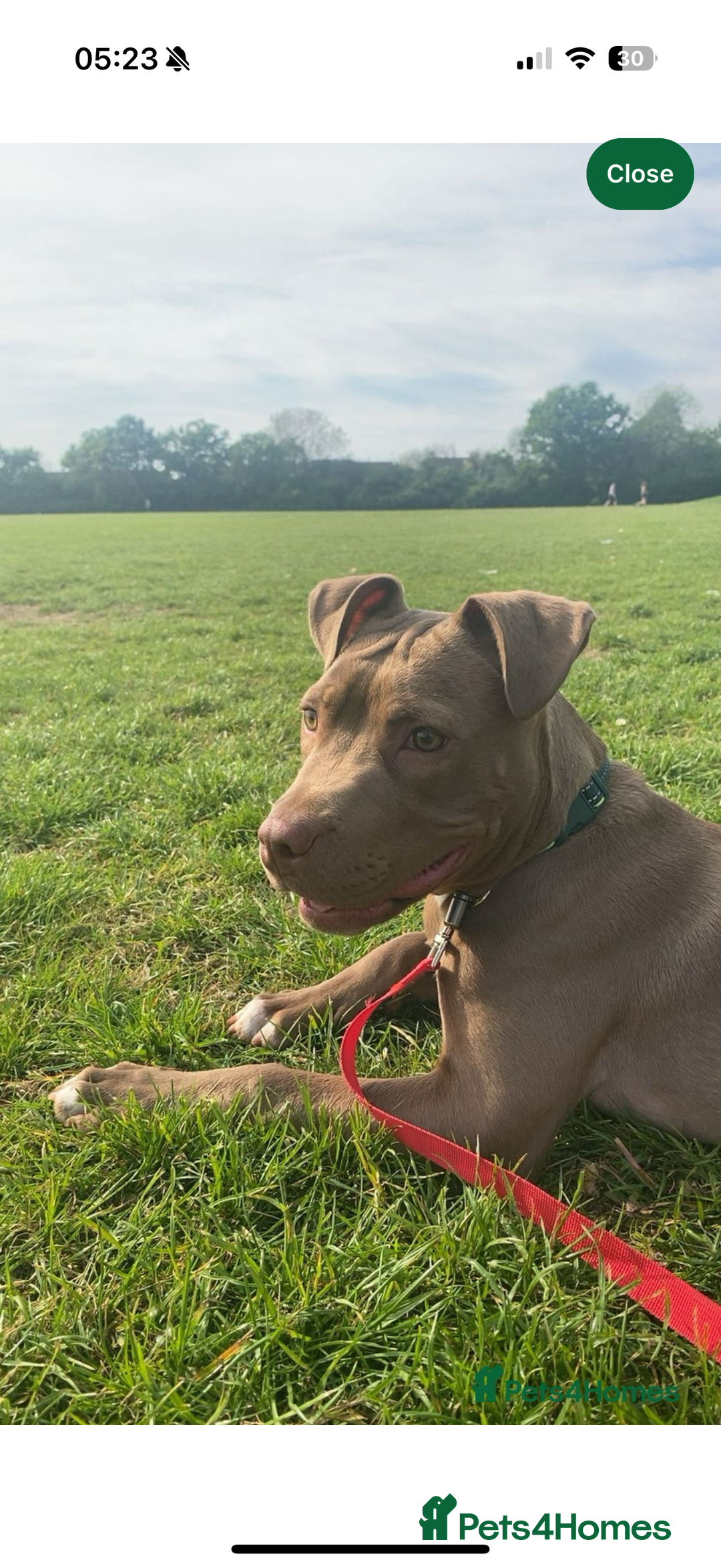 Mixed Breed dogs for sale: Red nose American Pit Bull / Staffy - Advert 2