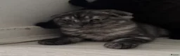 Scottish Fold cats for sale: Scottish Fold class & chinchilla Kittens Available - Advert 23