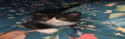 Domestic Shorthair cats for sale: Cute bundle of Kittens - Advert 8