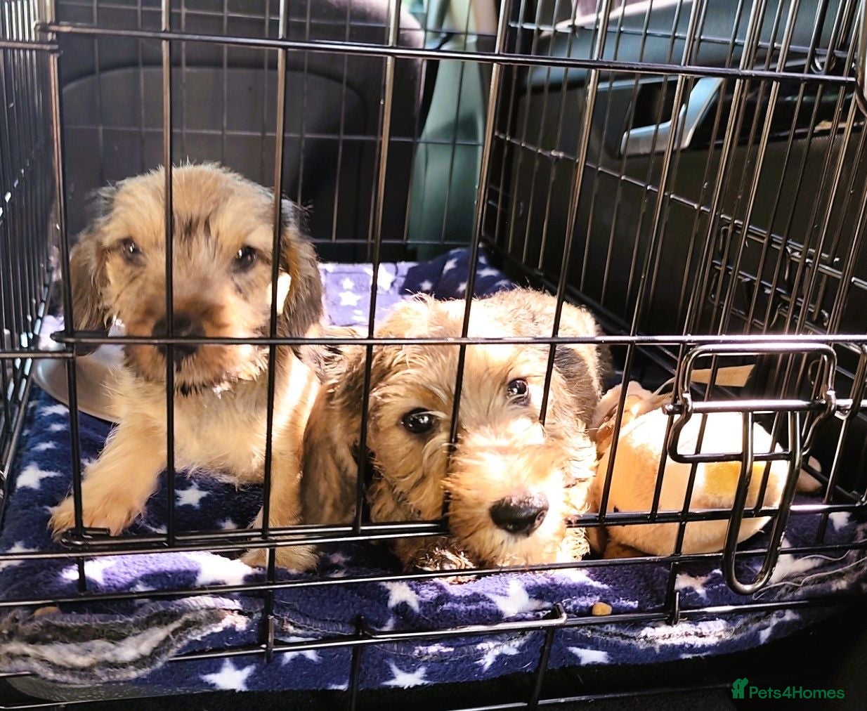 Miniature Dachshund dogs Premium Mini Wire-haired Dachshund Puppies - Advert 2