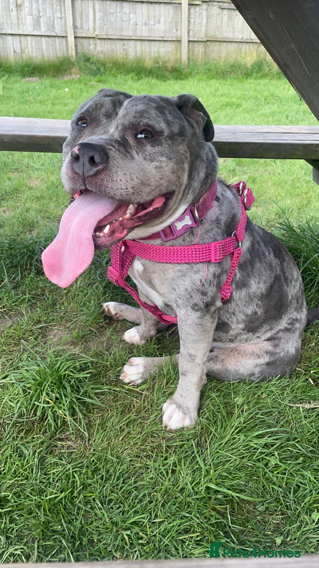 American Bully dogs for sale: Pocket bully - Image 1
