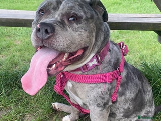 American Bully dogs - Advert 25