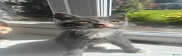 Mixed Breed cats for sale: 5 gorgeous kittens ready now  - Advert 4
