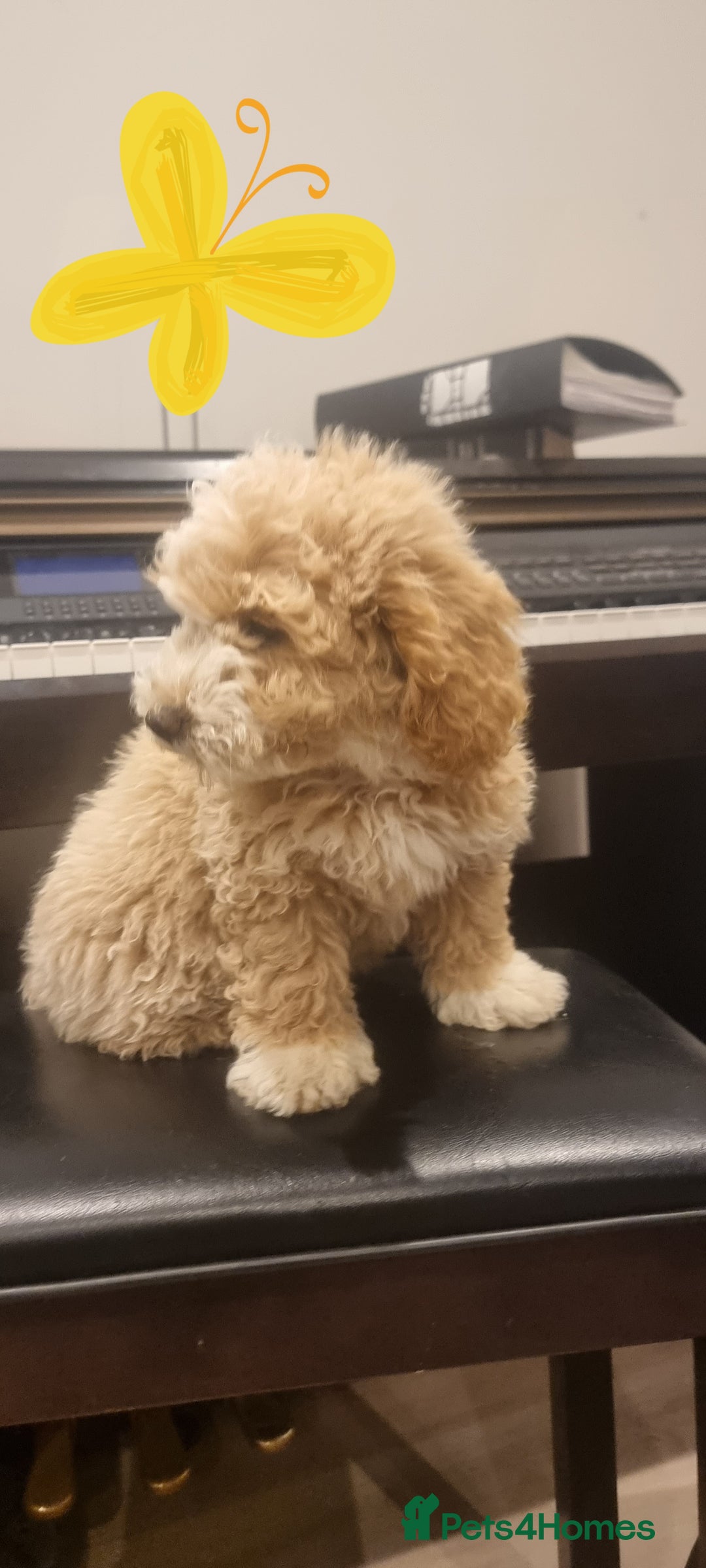 Maltipoo dogs for sale: Green boy - Male - Beautiful Maltipoochon girl ready 4 her 4ever home - Image 6