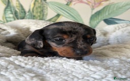 Miniature Dachshund dogs for sale: 3 boys and 1 girl  - Image 12