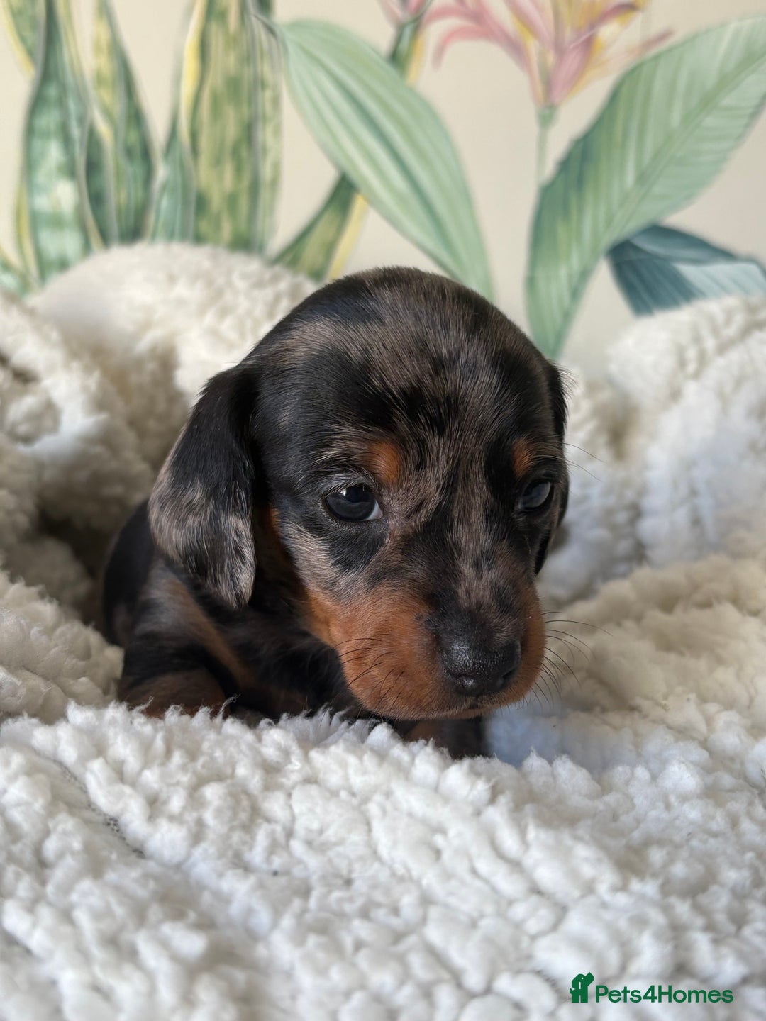 Miniature Dachshund dogs for sale: 3 boys and 1 girl  - Image 12