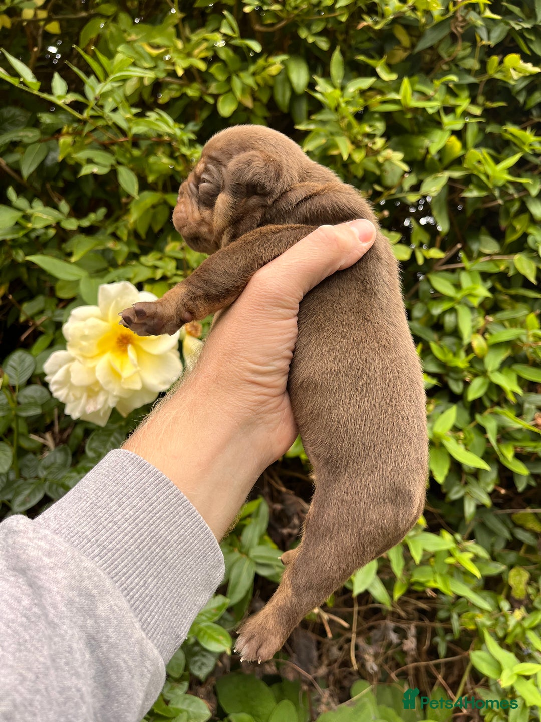 Olde English Bulldogge dogs for sale: RAINBOW OLD ENGLISH LITTER !!! - Image 21