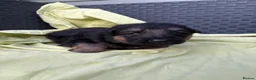 German Shepherd dogs for sale: Long haired German shepherd puppies  - Advert 10