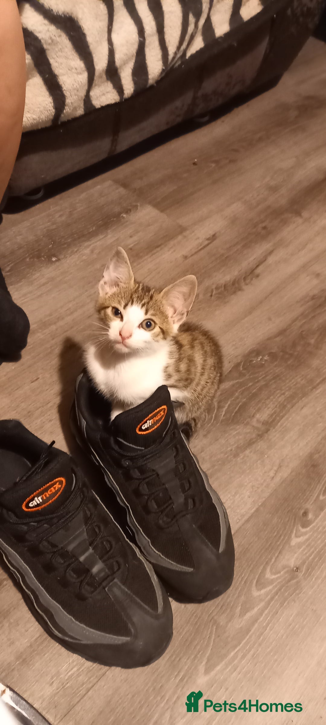 Mixed Breed cats for sale: Kittens for sale  - Image 6