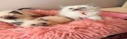 Ragdoll cats for sale: Last Blue point boy ragdoll kitten READY NOW!! - Advert 8