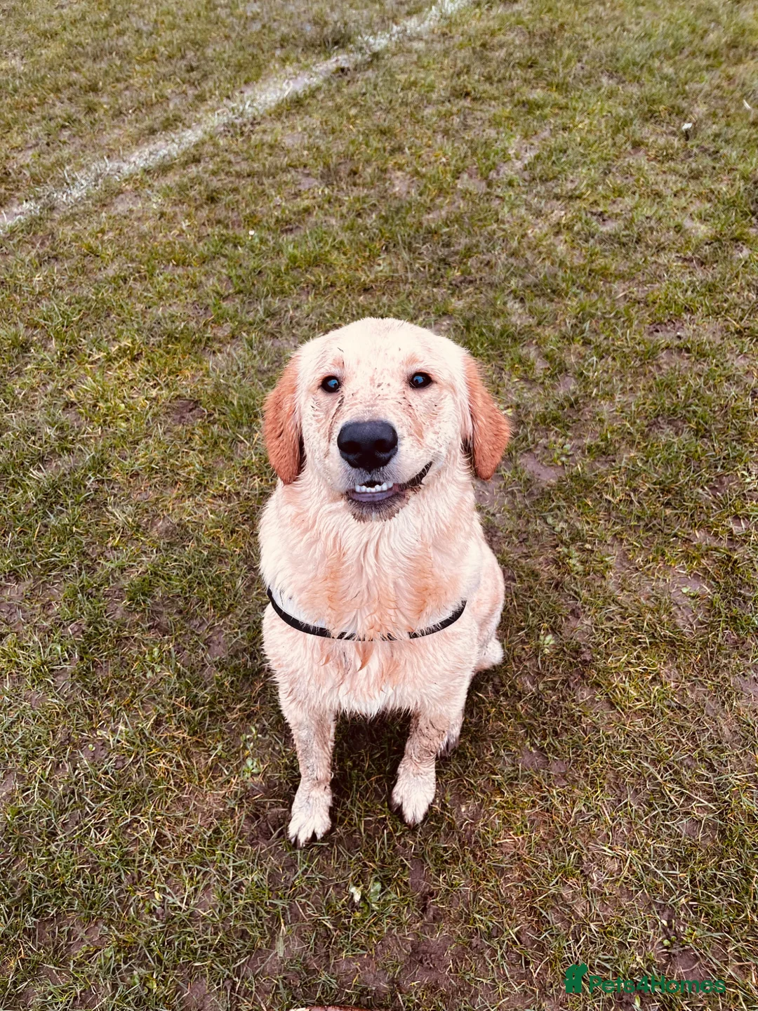 Golden Retriever dogs for stud: Simba lion stud 🦁 - Advert 2