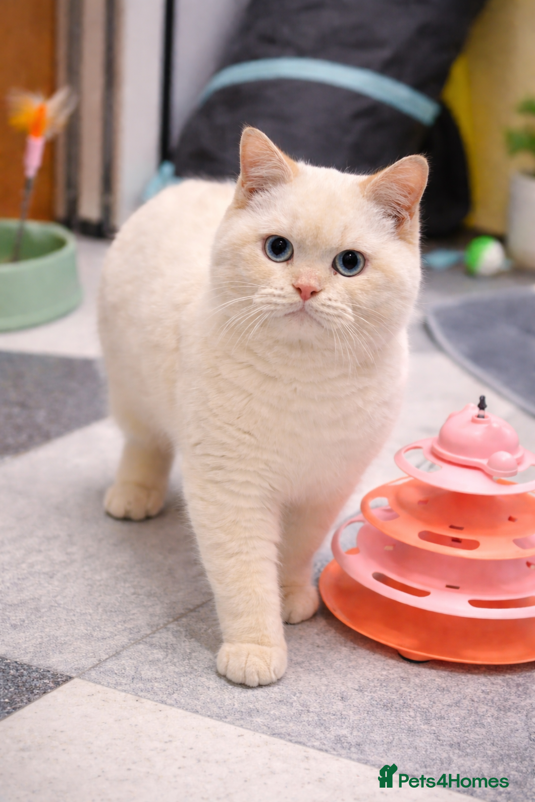 British Shorthair cats for sale: 24 Week Old RARE Red Point British Shorthair Boy - Advert 2