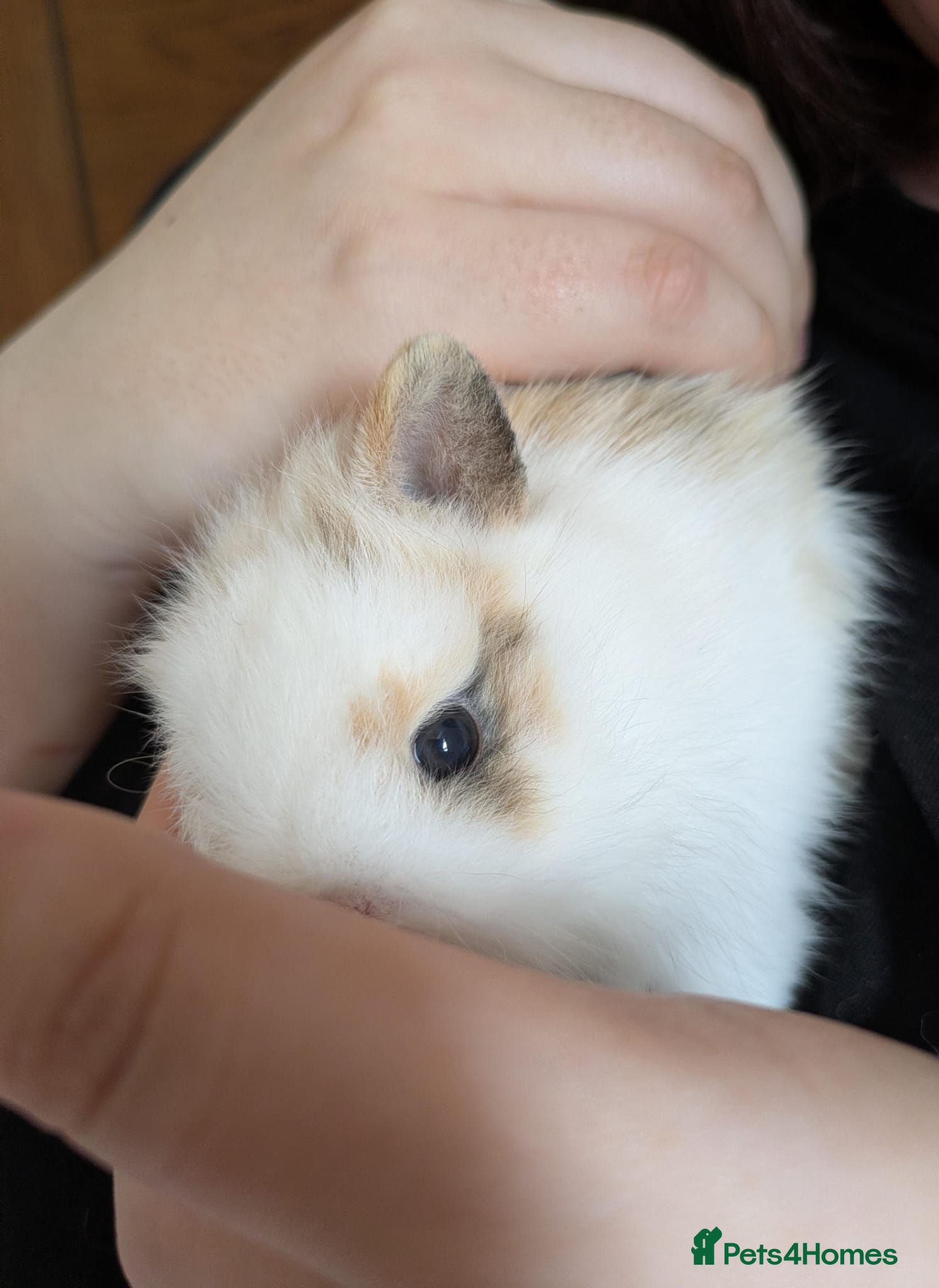 Mixed Breed rodents Mixed Lionhead/Netherlands dwarf bunny - Advert 2