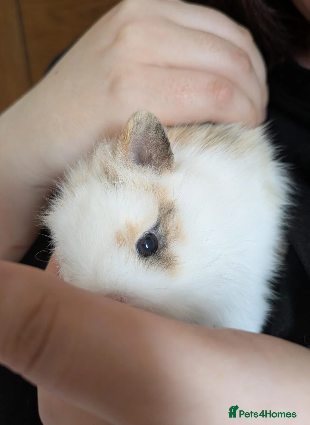 Mixed Breed rodents for sale: Mixed Lionhead/Netherlands dwarf bunny in Leicester - Advert 1