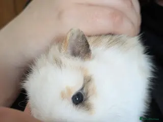 Mixed Breed rodents Mixed Lionhead/Netherlands dwarf bunny - Advert 1