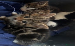 Bengal cats for sale: Bengal X kittens - Image 16