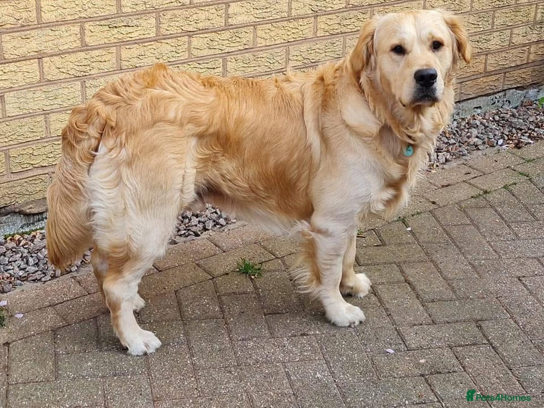 Golden Retriever dogs for sale: Kc reg golden retriever pups - Image 8