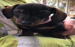 Dachshund dogs for sale: MINATURE Dachsund Pups - Image 3