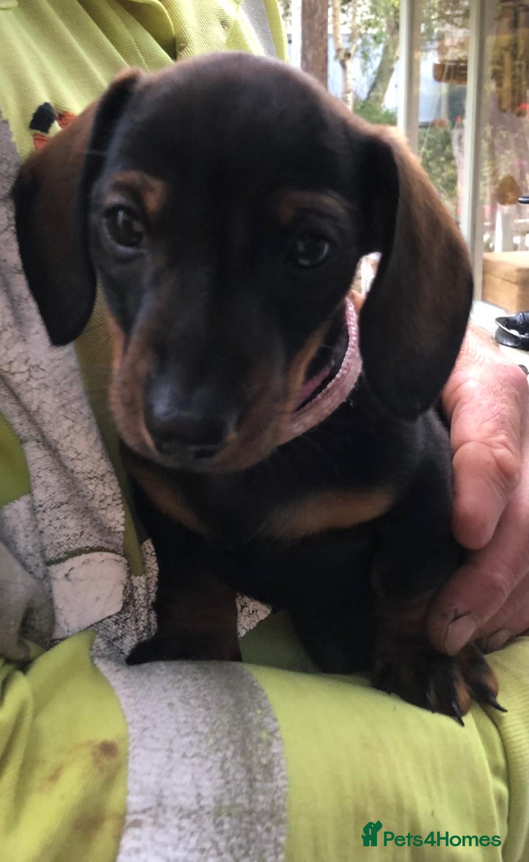Dachshund dogs for sale: MINATURE Dachsund Pups - Image 3