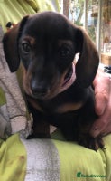 Dachshund dogs - Advert 7