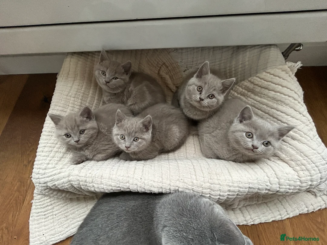 British Shorthair cats for sale: Gorgeous BSH pedigree kittens  - Advert 11