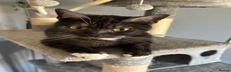 British Shorthair cats for sale: Female British short haired/ tabby cat - Advert 3