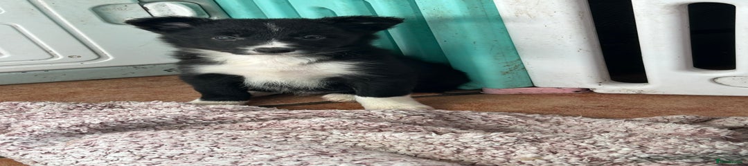 Border Collie Puppy 3