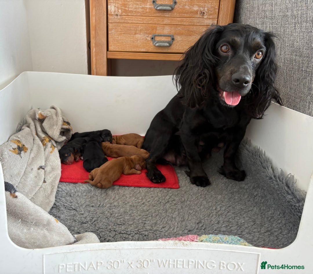 Cocker Spaniel dogs for sale: The most gorgeous litter of tiny cocker spaniels - Image 2