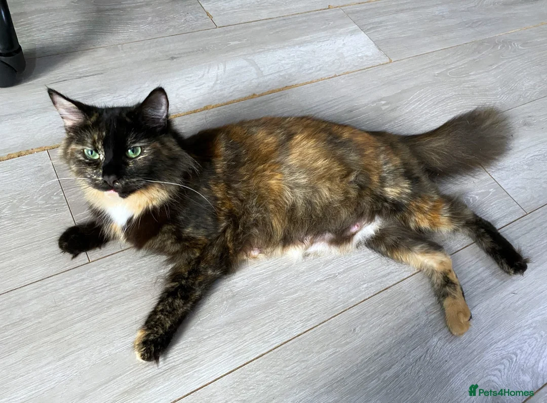 Maine Coon cats for sale: Female mainecoon mix - Advert 5
