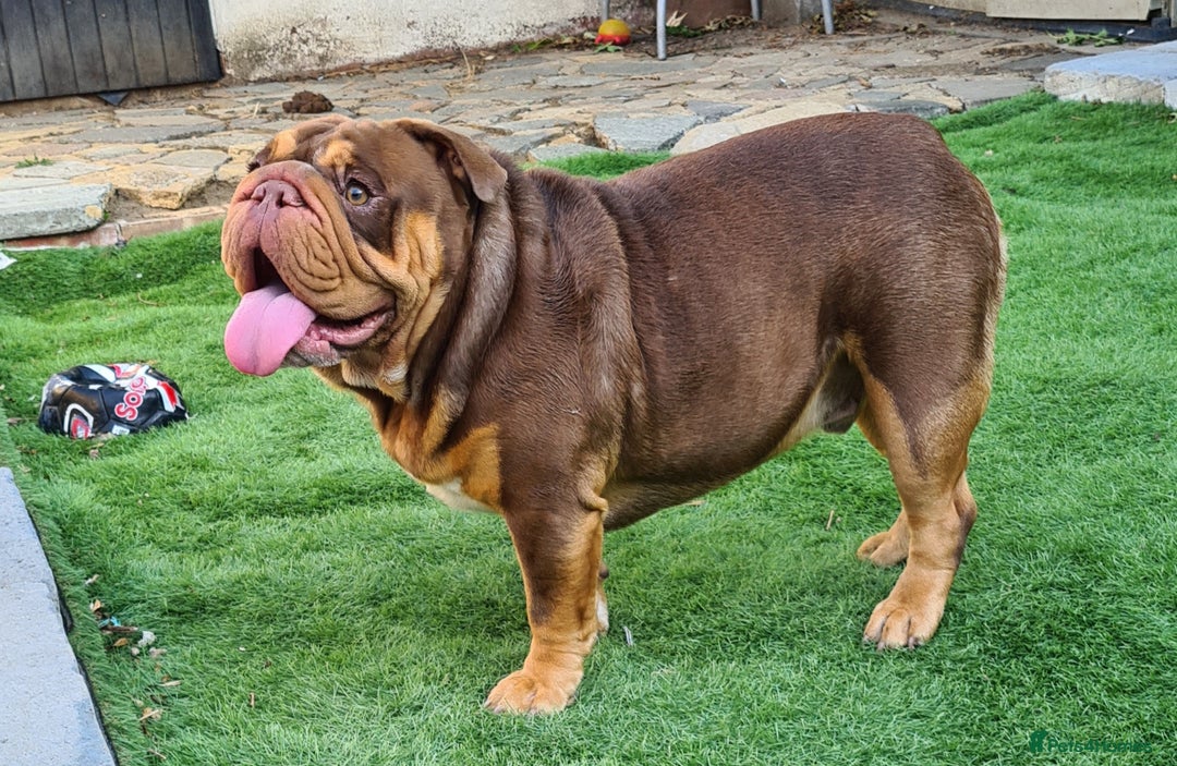 English Bulldog dogs for stud: Dog for stud in Dagenham - Advert 25