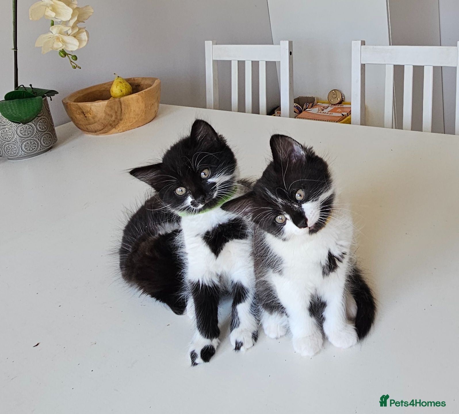 Mixed Breed cats 5 fluffy shy kittens looking for new home - Advert 2