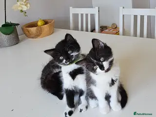 Mixed Breed cats 5 fluffy shy kittens looking for new home - Advert 2