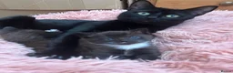 Mixed Breed cats for sale: Playful, confident and smart kitties! in Winchester - Advert 5