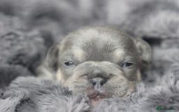 French Bulldog dogs for sale: Stunning French bulldog puppies  - Advert 13