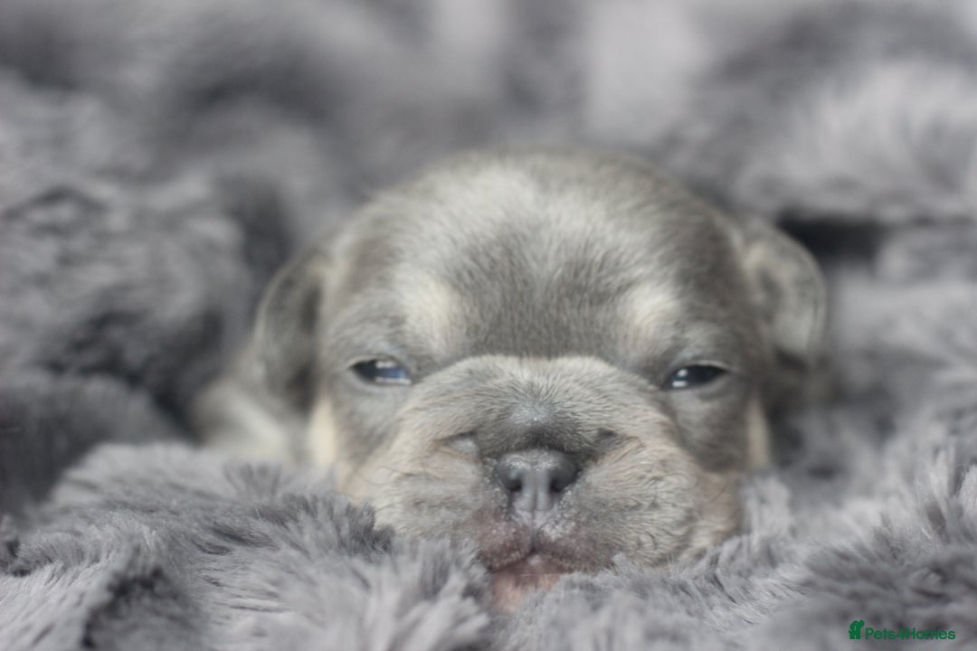 French Bulldog dogs for sale: Stunning French bulldog puppies  - Advert 13