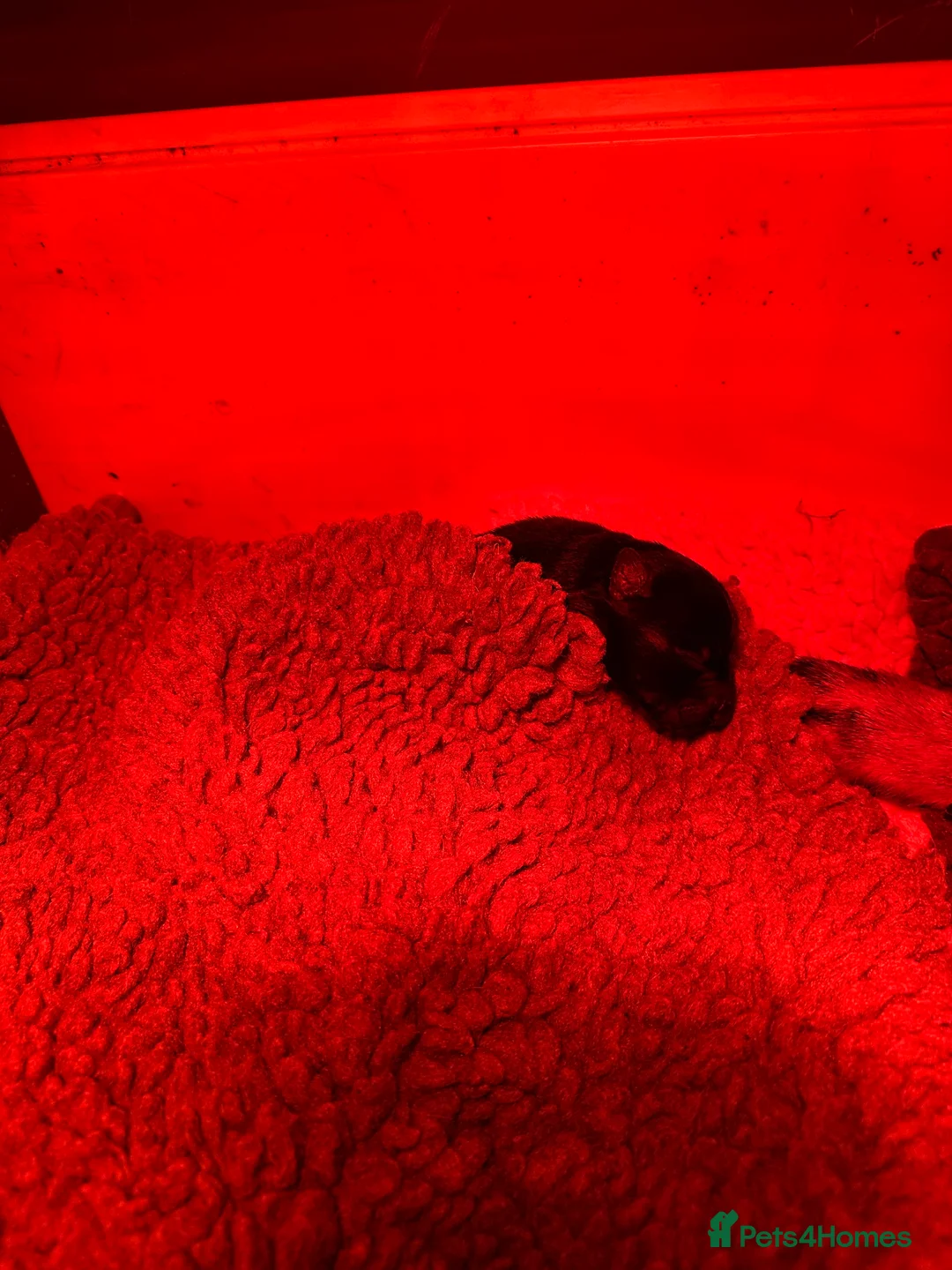 German Shepherd dogs for sale: Short haired German shepherd pups - Advert 8