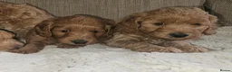 Cockapoo dogs for sale: Licenced breeder, red f1b cockapoo litter - Advert 19