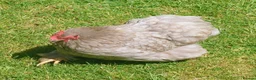 Chickens poultry for sale: PEKIN BANTAM FLOCK FOR REHOMING - Advert 4